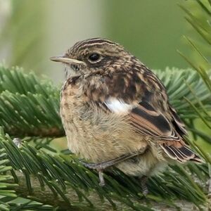 European Stonechat 
&copy; Ren� Dumoulin
