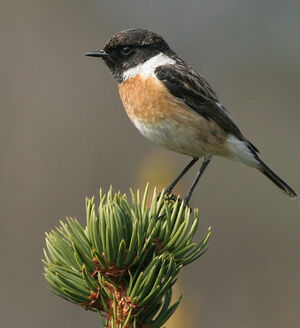 European Stonechat 
&copy; Ren� Dumoulin