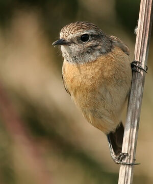 European Stonechat 
&copy; Ren� Dumoulin
