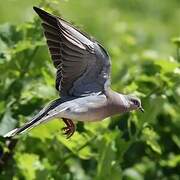European Turtle Dove