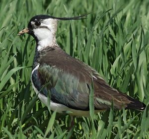 Northern Lapwing