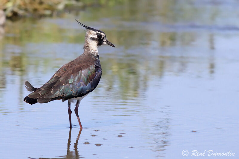 Northern Lapwing female adult, identification