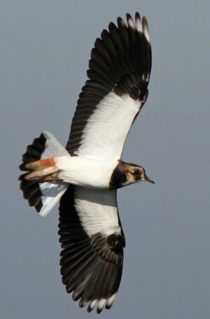 Northern Lapwing