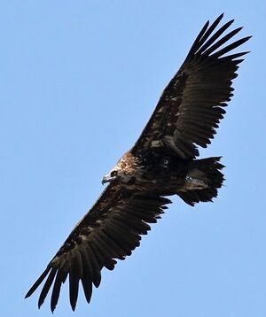 Vautour moine