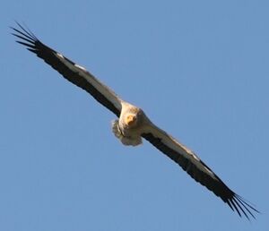 Egyptian Vulture 
&copy; Ren� Dumoulin