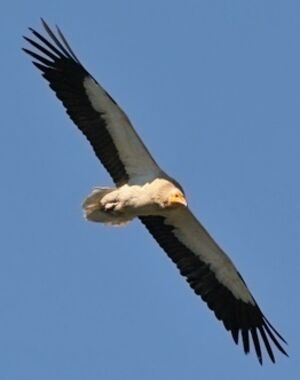 Egyptian Vulture 
&copy; Ren� Dumoulin