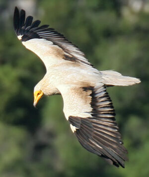 Egyptian Vulture 
&copy; Ren� Dumoulin
