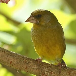 European Greenfinch