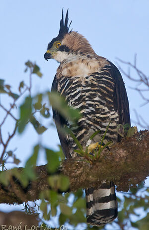 Aigle orné