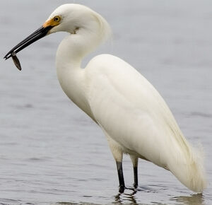 Aigrette neigeuse