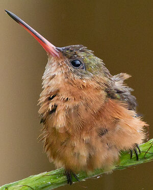 Cinnamon Hummingbird