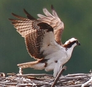 Western Osprey 
&copy; Ren� Lortie
