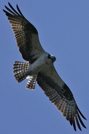 Western Osprey 
&copy; Ren� Lortie