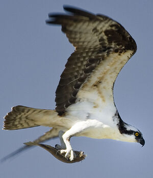 Western Osprey 
&copy; Ren� Lortie