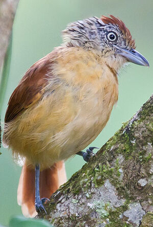 Barred Antshrike