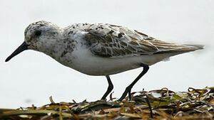 Bécasseau sanderling
