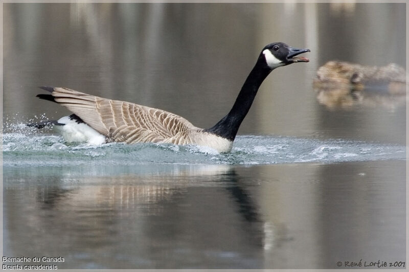 Canada Goose male adult
