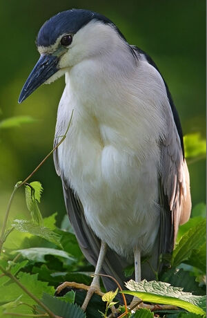 Black-crowned Night Heron