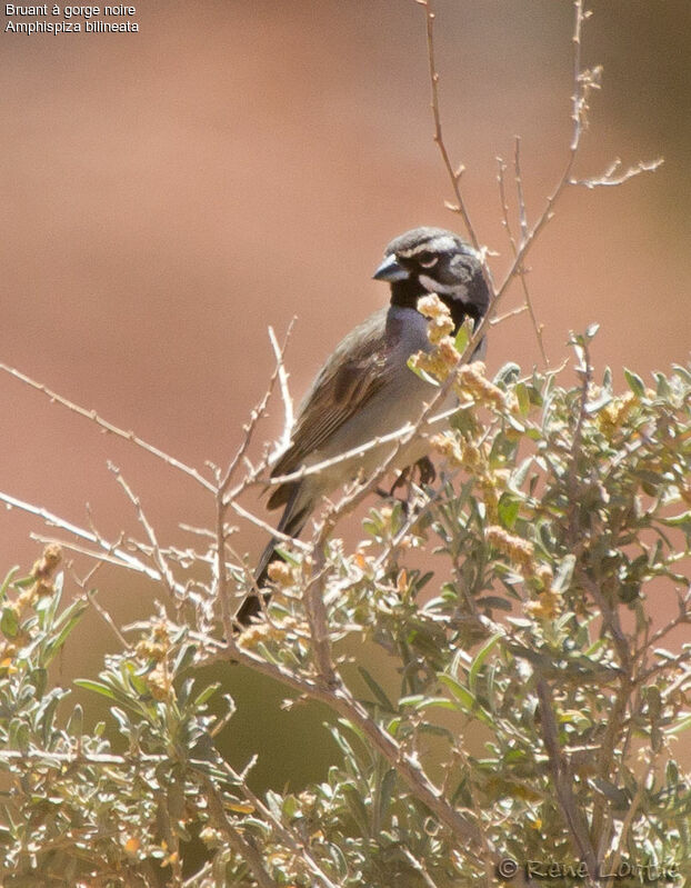 Black-throated Sparrowadult, identification