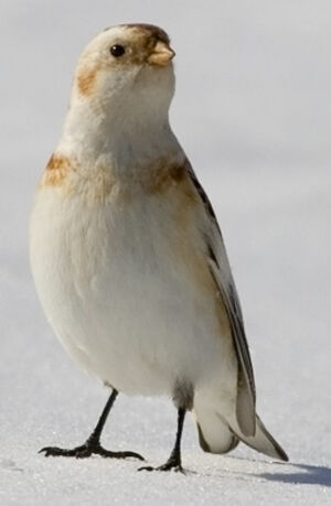 Bruant des neiges