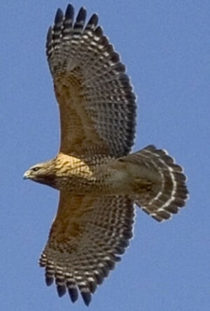 Red-shouldered Hawk