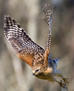 Red-shouldered Hawk