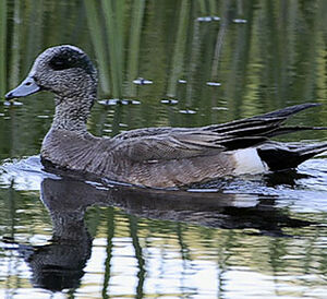 Canard � front blanc 
&copy; Ren� Lortie