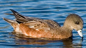 Canard � front blanc 
&copy; Ren� Lortie