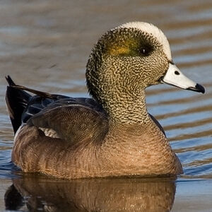 Canard � front blanc 
&copy; Ren� Lortie