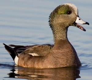 Canard � front blanc 
&copy; Ren� Lortie
