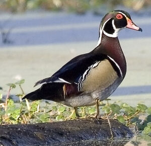Canard carolin