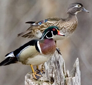 Canard carolin