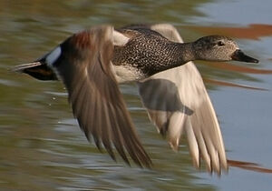 Canard chipeau 
&copy; Ren� Lortie