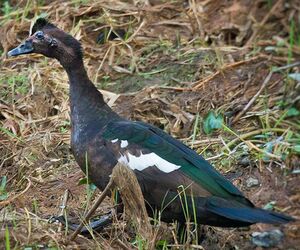 Canard musqu�