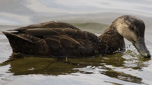 American Black Duck 
&copy; Ren� Lortie