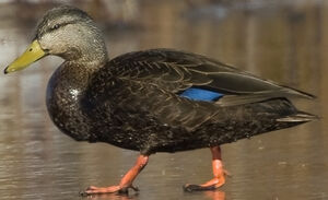 American Black Duck 
&copy; Ren� Lortie