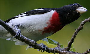 Rose-breasted Grosbeak 
&copy; Ren� Lortie