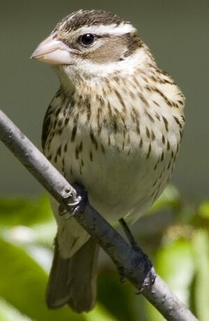 Rose-breasted Grosbeak 
&copy; Ren� Lortie