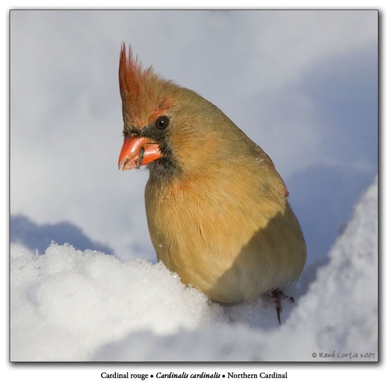 Cardinal rouge femelle adulte internuptial