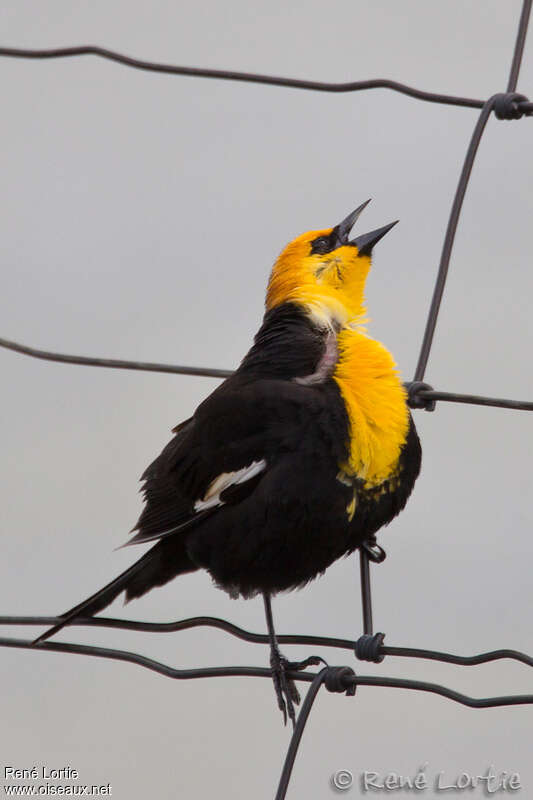 Yellow-headed Blackbird male adult, song