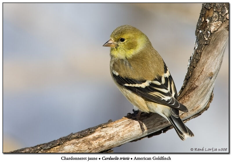 American Goldfinch female adult post breeding