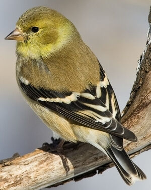 American Goldfinch