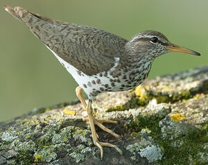 Spotted Sandpiper