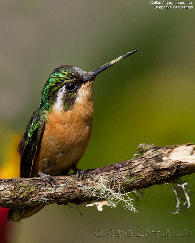 Colibri à gorge pourprée femelle adulte, identification