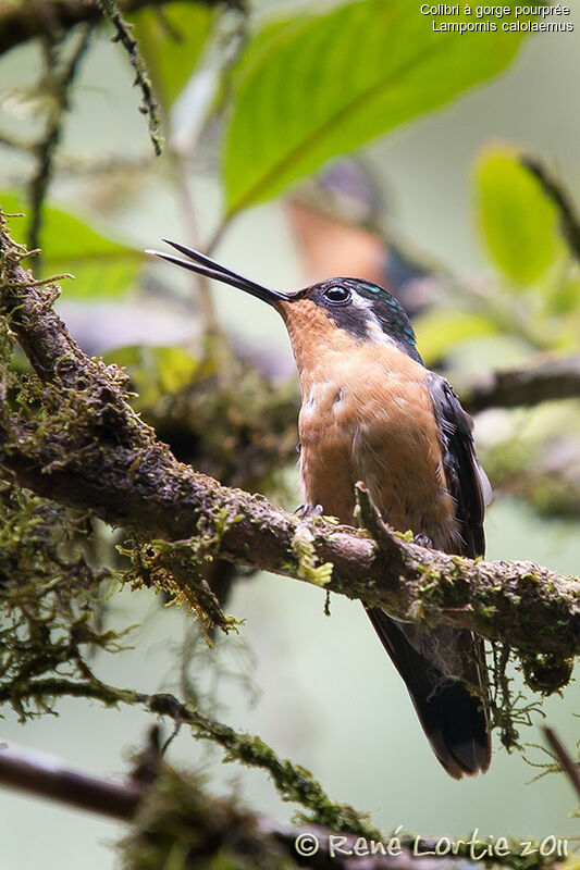 Colibri à gorge pourprée femelle adulte, identification