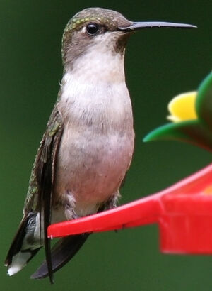 Colibri � gorge rubis