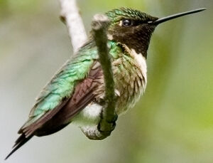 Colibri � gorge rubis