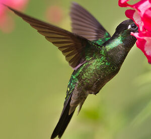 Colibri de Rivoli