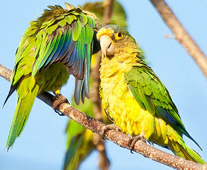 Orange-fronted Parakeet