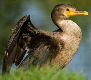 Double-crested Cormorant 
&copy; Ren� Lortie